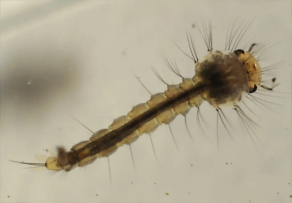 Une larve de moustique