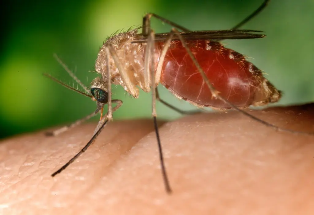 Un moustique Culex Quinquefasciatus