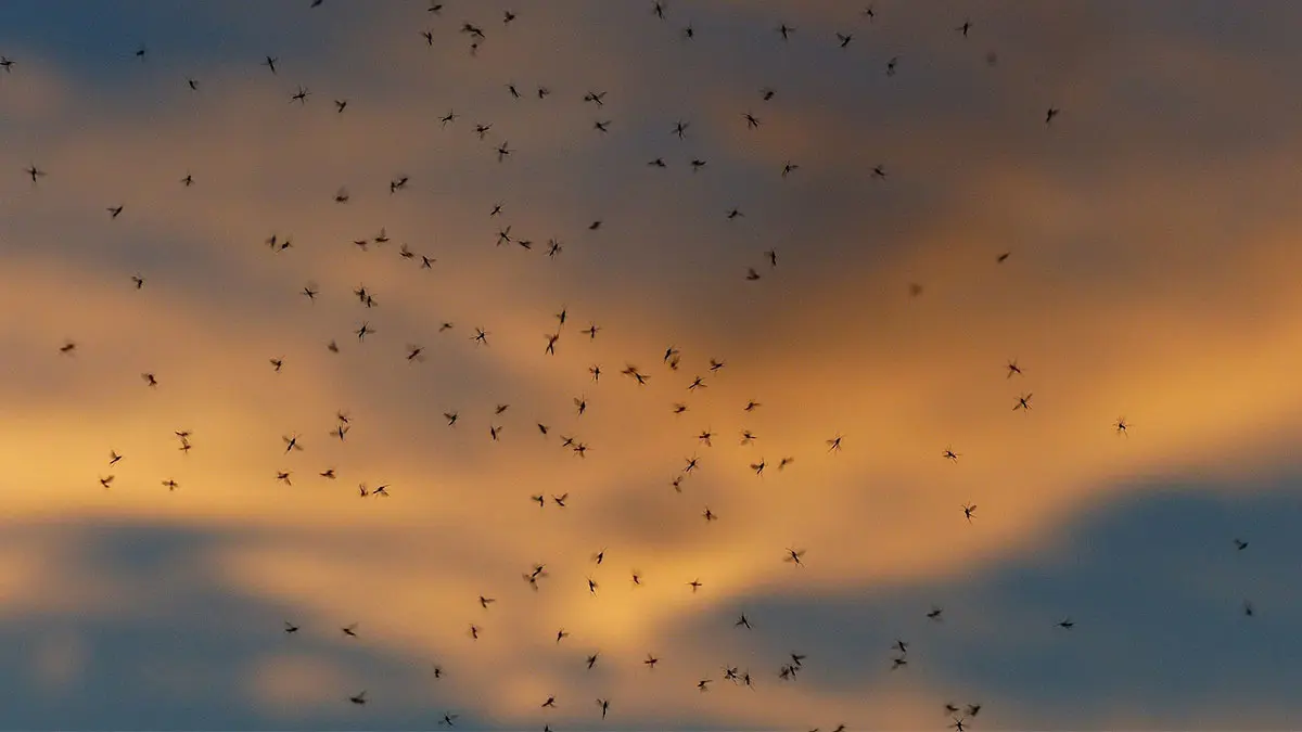 Une nuée de moustique dans un ciel couchant