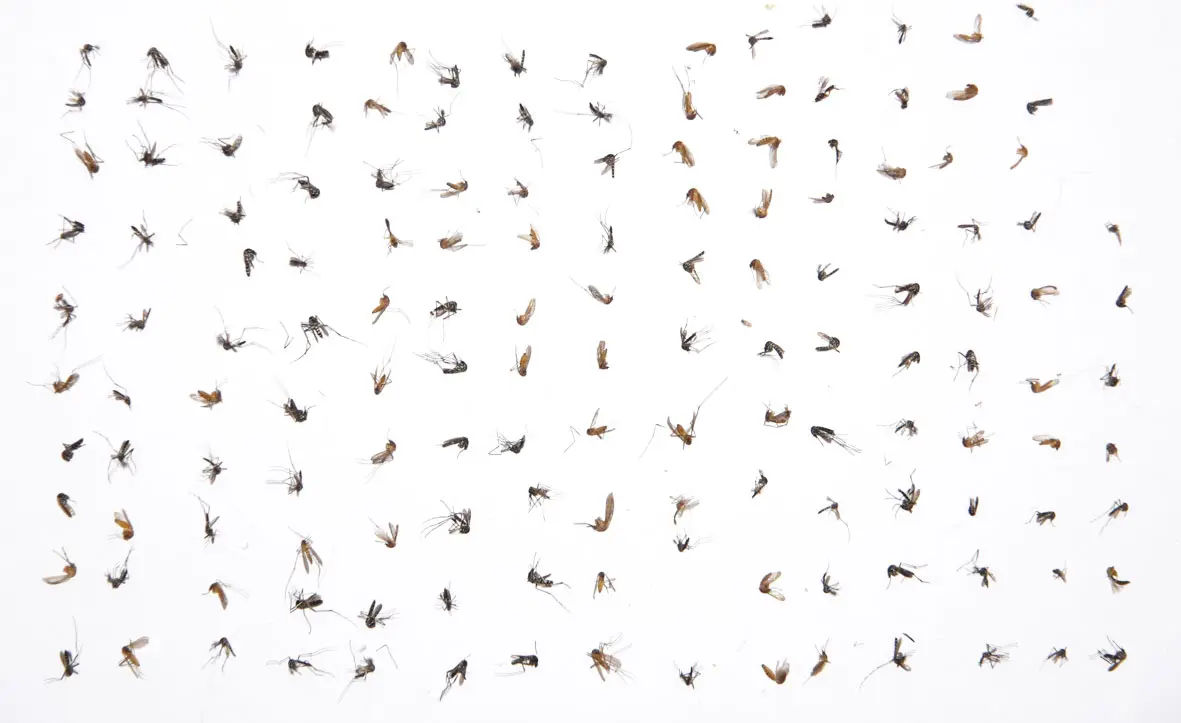 Récolte de moustiques avec Mosquitaire