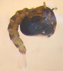 Gros plan sur une nymphe de moustique