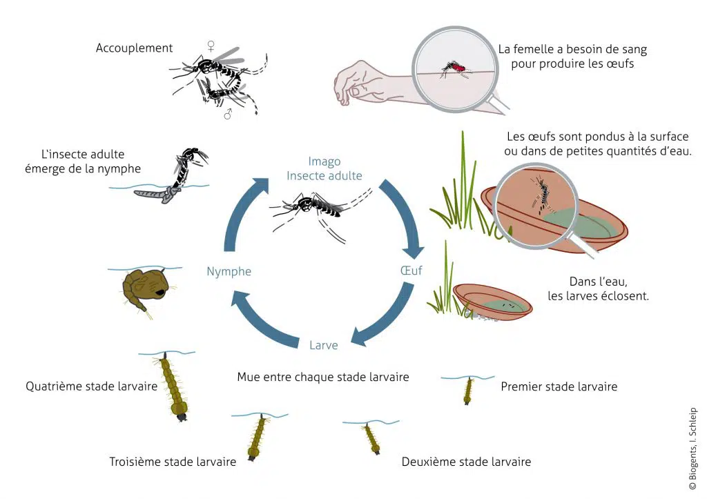 Le cycle de la vie d'un moustique