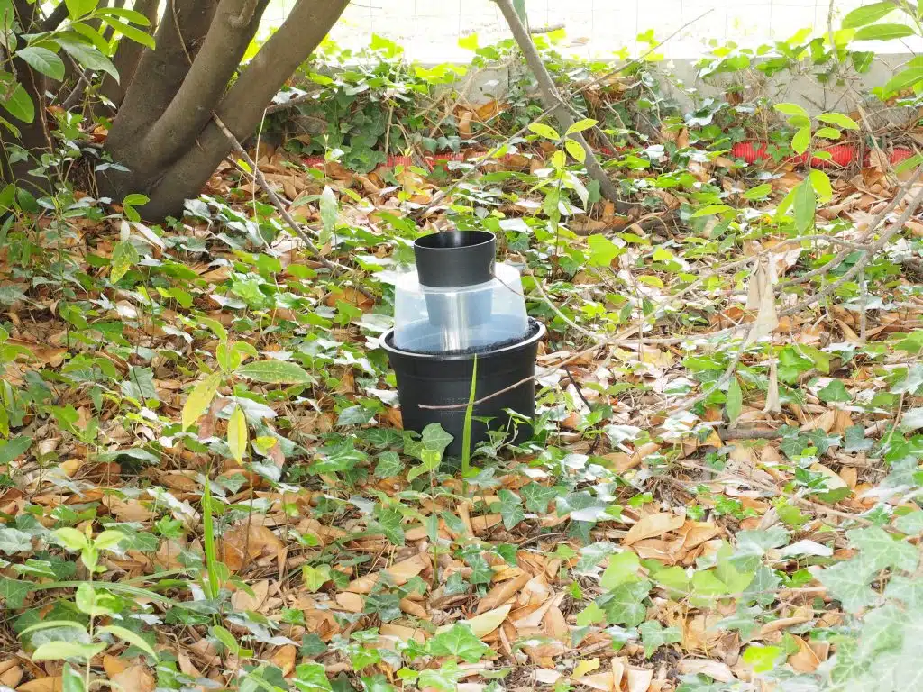 Sous un arbuste, dans le lierre : ombre et humidité