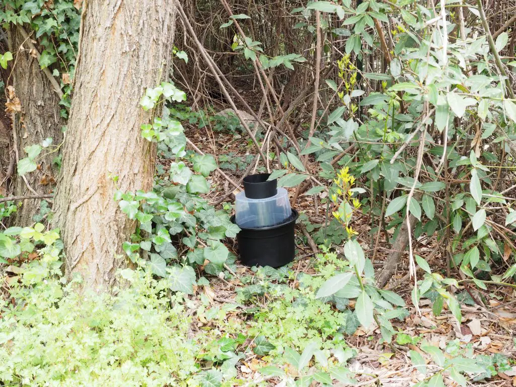 Au pied d'un arbre, dans la végétation basse
