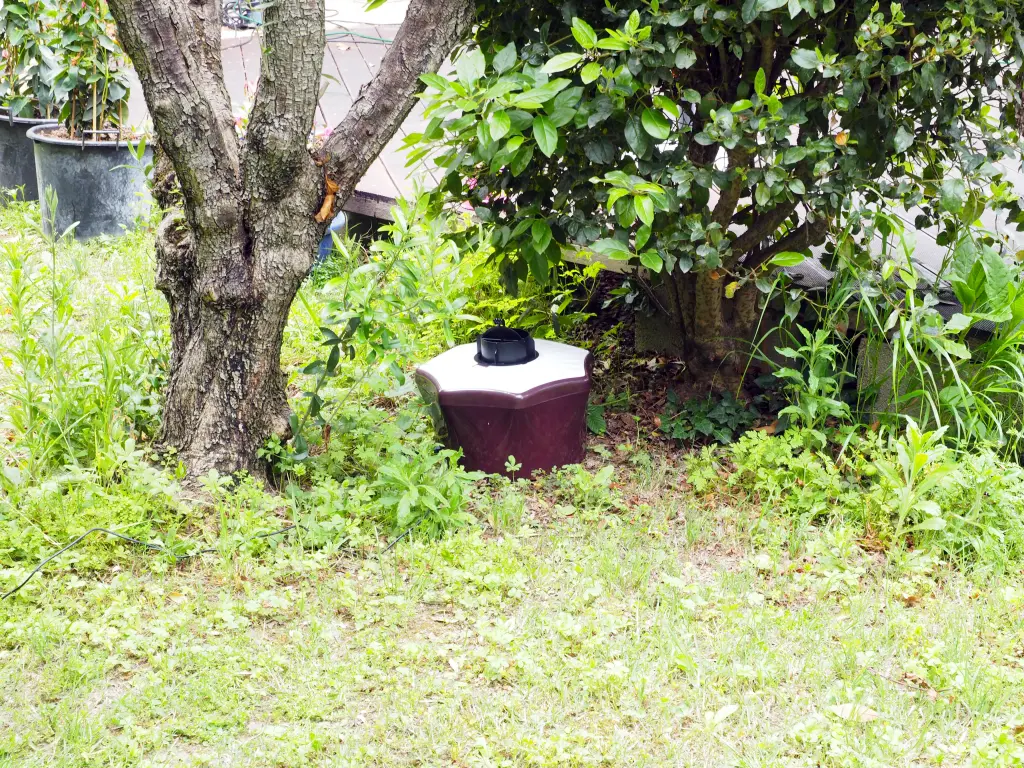 Entre un arbre et un arbuste, à quelques mètres de la terrasse
