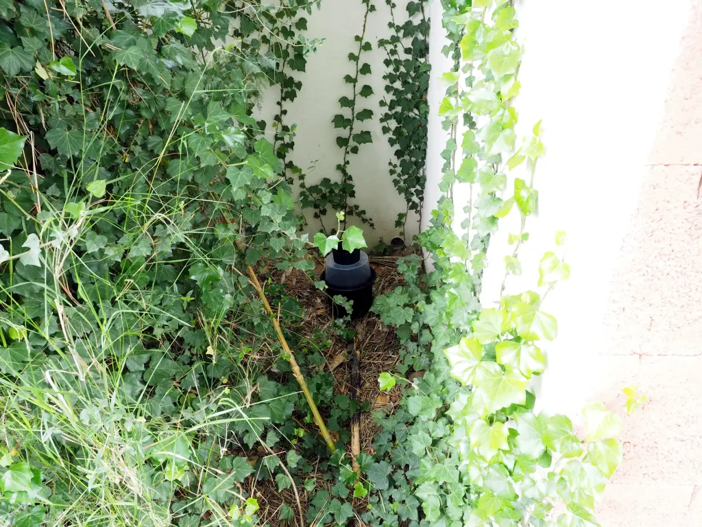 Dans un angle de mur couvert de lierre