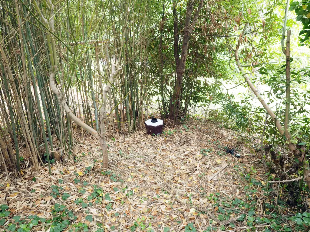 Dans un bosquet de bambous, ombre et humidité