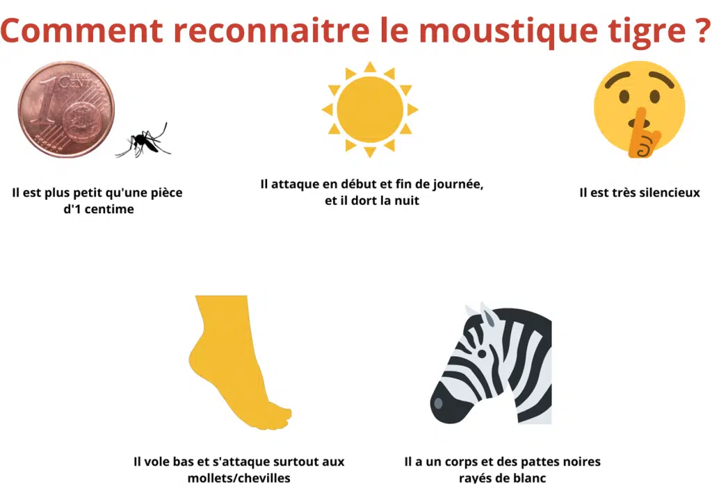 Schéma d'identification du moustique tigre