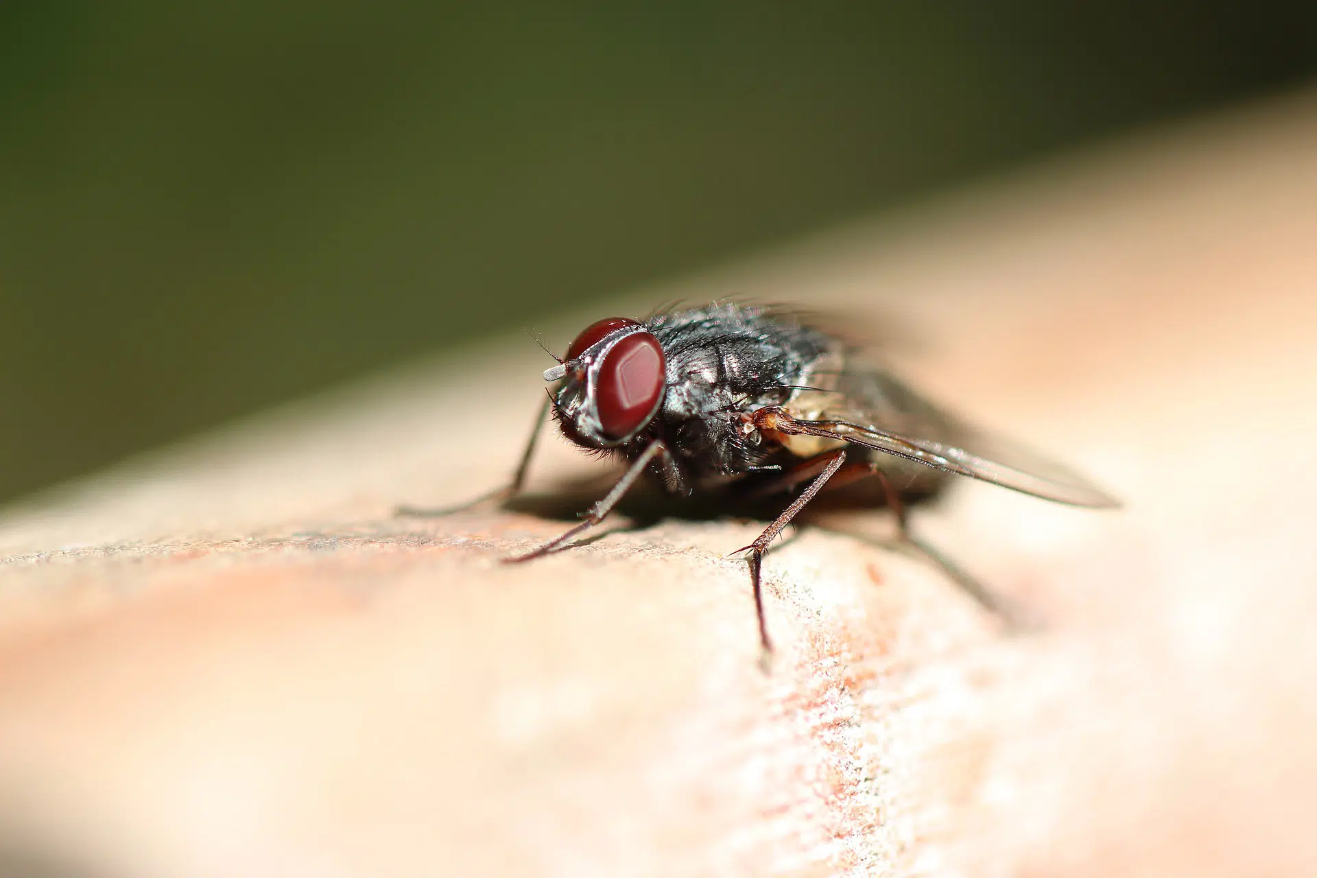 Le d&eacute;sinsectiseur, un pi&egrave;ge &agrave; mouches efficace
